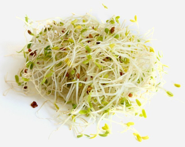 alfalfa sprouts