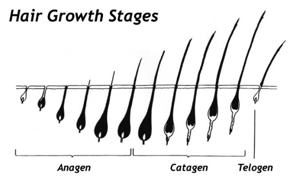 hair growth stages
