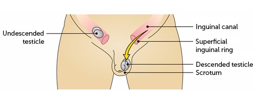 inguinal canal