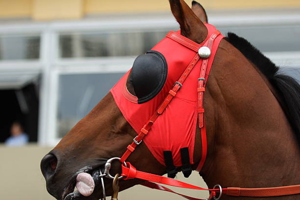 racehorse blinders