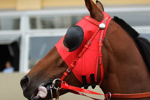 anteojeras de caballo de carreras