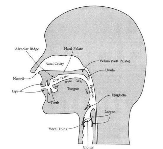 vocal tract